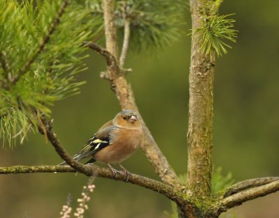 Vink / Common Chaffinch (Lemele HBN hut)