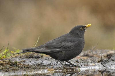 Merel / Common Blackbird (Lemele HBN hut)