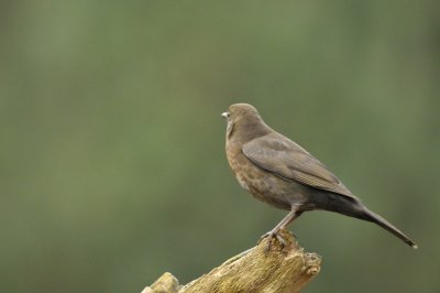 Merel / Common Blackbird (Lemele HBN hut)