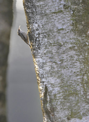 Boomkruiper / Short-toed Treecreeper (Twentebad Hengelo)