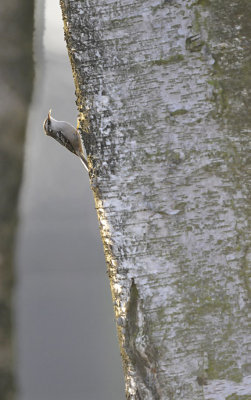 Boomkruiper / Short-toed Treecreeper (Twentebad Hengelo)