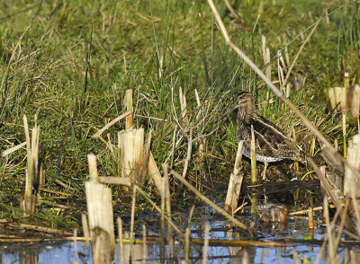 Watersnip / Common Snipe (Oelemars)