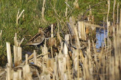 Watersnip / Common Snipe (Oelemars)