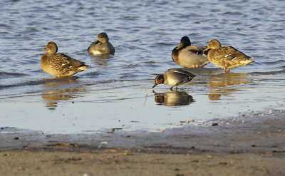 Wintertaling - Common Teal (Oelermars)