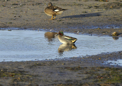 Wintertaling - Common Teal (Oelermars)