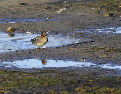 Wintertaling - Common Teal (Oelermars)