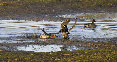 Wintertaling - Common Teal (Oelermars)