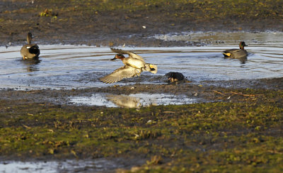 Wintertaling - Common Teal (Oelermars)