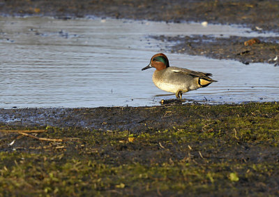 Wintertaling - Common Teal (Oelermars)