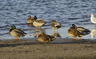 Krakeend - Gadwall (de Oelemars)