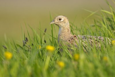 Fazant / Common Pheasant / Olst/Wijhe