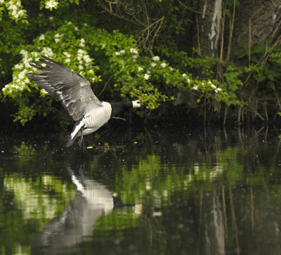 Brandgans / Barnacle Goose (Hengelo)