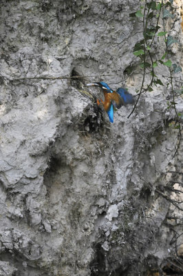 IJsvogel / Common Kingfisher (Hengelo)