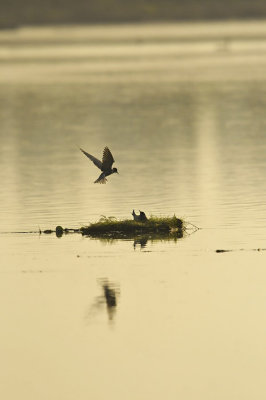 Zwarte Stern / Black Tern (de Ooypolder)