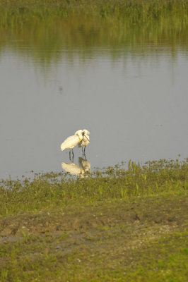 Lepelaar / Eurasian Spoonbill (de Ooypolder)