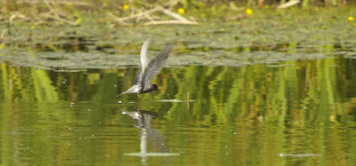 Zwarte Stern / Black Tern (de Ooypolder)