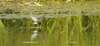 Zwarte Stern / Black Tern (de Ooypolder)