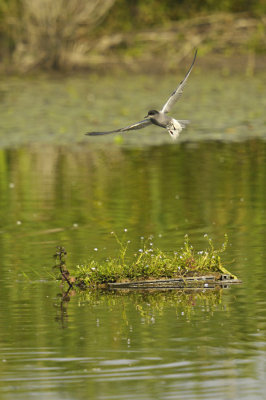 Zwarte Stern / Black Tern (de Ooypolder)