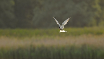 Visdief / Common Tern (de Starrevaart)