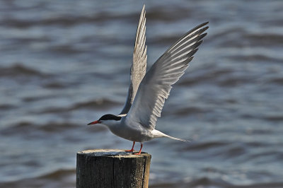 Visdief / Common Tern (de Starrevaart)