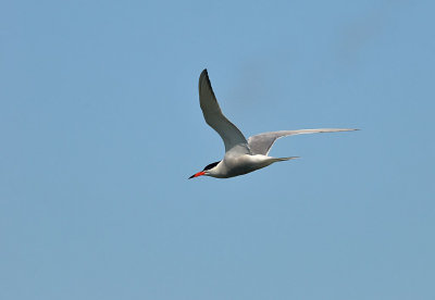 Visdief / Common Tern (de Starrevaart)