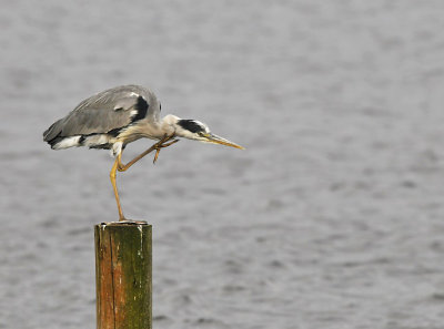 Blauwe Reiger / Grey Heron (de Starrevaart)