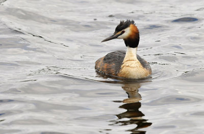 Fuut / Great Crested Grebe (de Starrevaart)
