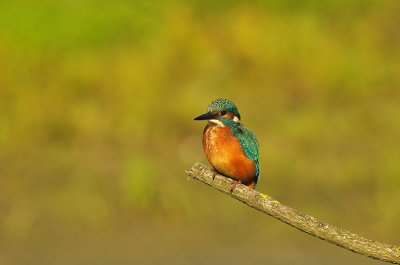 IJsvogel / Common Kingfisher (Oelemars Losser)