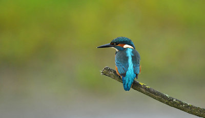 IJsvogel / Common Kingfisher (Oelemars Losser)