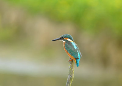 IJsvogel / Common Kingfisher (Oelemars Losser)