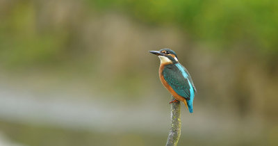 IJsvogel / Common Kingfisher (Oelemars Losser)