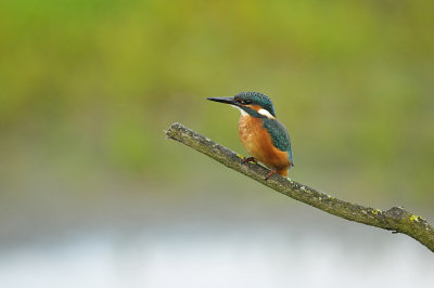 IJsvogel / Common Kingfisher (Oelemars Losser)