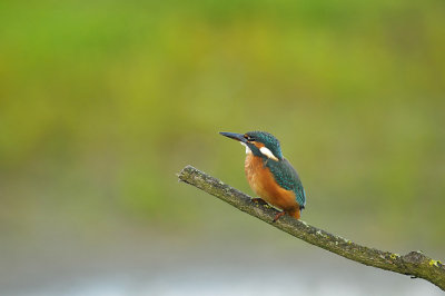 IJsvogel / Common Kingfisher (Oelemars Losser)