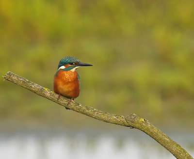 IJsvogel / Common Kingfisher (Oelemars Losser)