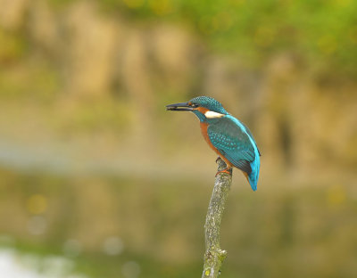 IJsvogel / Common Kingfisher (Oelemars Losser)