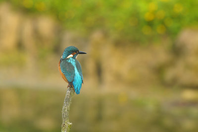 IJsvogel / Common Kingfisher (Oelemars Losser)