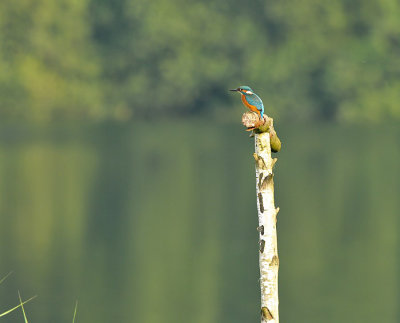 IJsvogel / Common Kingfisher (Oelemars Losser)