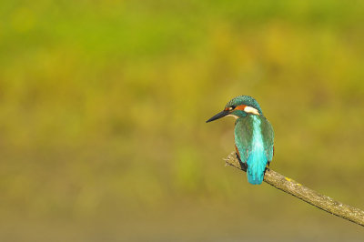 IJsvogel / Common Kingfisher (Oelemars Losser)