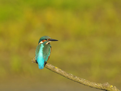 IJsvogel / Common Kingfisher (Oelemars Losser)