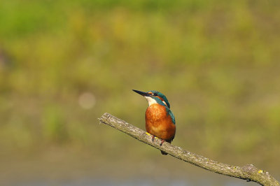 IJsvogel / Common Kingfisher (Oelemars Losser)