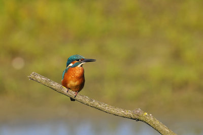 IJsvogel / Common Kingfisher (Oelemars Losser)