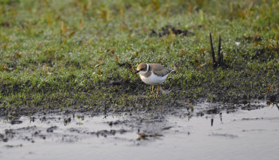 Kleine Plevier / Little Ringed Plover(de Alde Feanen)