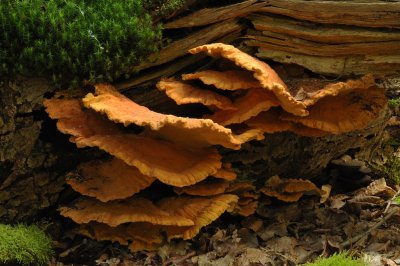 DSC_5599 (Veluwe)