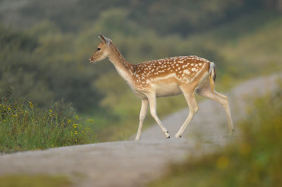 Damhert / Fallow deer (AWD)