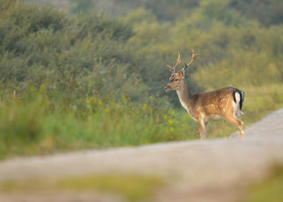 Damhert / Fallow deer (AWD)