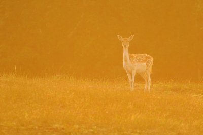 Damhert / Fallow deer (AWD)