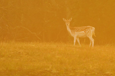 Damhert / Fallow deer (AWD)