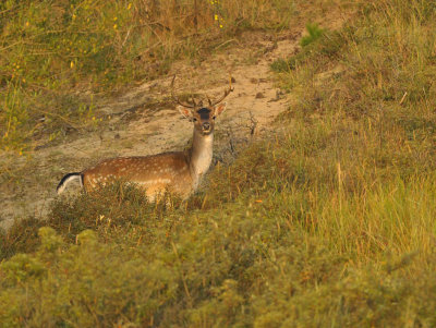 Damhert / Fallow deer (AWD)