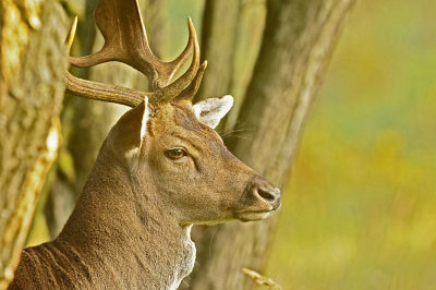 Damhert / Fallow deer (AWD)