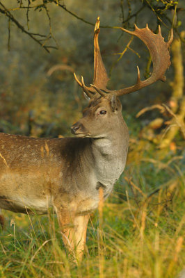 Damhert / Fallow deer (AWD)